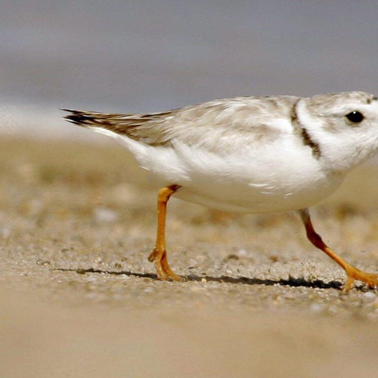 Wildlife report suggests 23 species have disappeared from P.E.I.